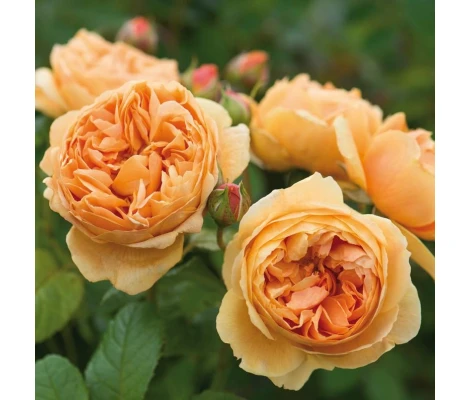 Rosal Carolyn Knight David Austin