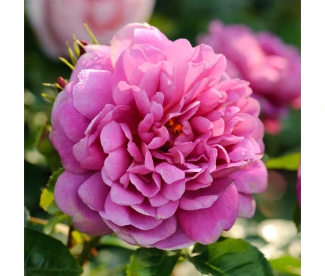 Rosal Princess Anne David Austin