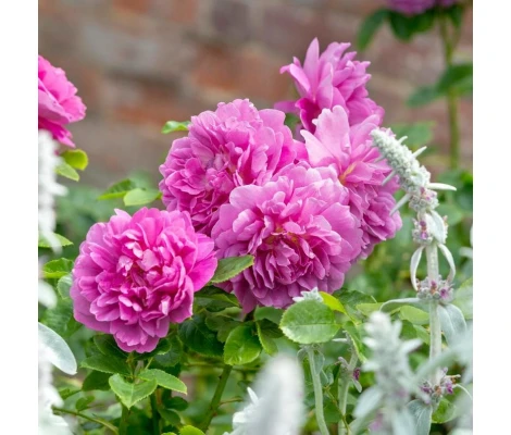 Rosal Princess Anne David Austin