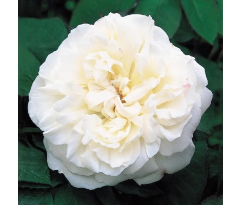 Rosal Winchester Cathedral  David Austin