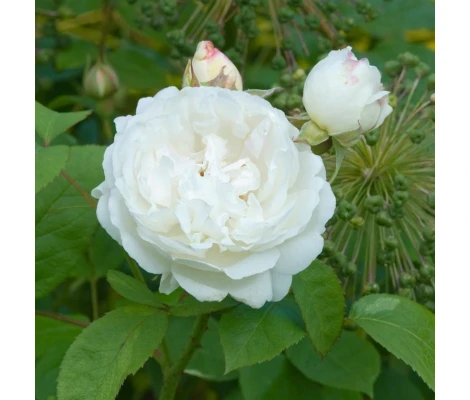 Rosal Winchester Cathedral  David Austin
