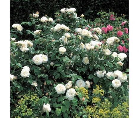 Rosal Winchester Cathedral  David Austin