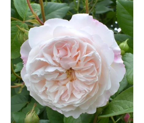 Rosal The Albrighton Rambler David Austin