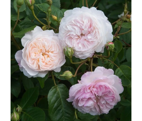 Rosal The Albrighton Rambler David Austin