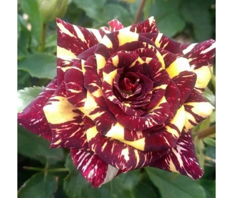 Rosal Perfumado Abracadabra Tricolor