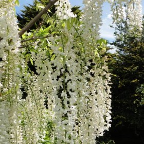 Wisteria Blanca Trepadora