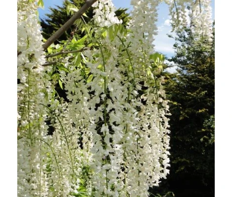 Wisteria Blanca Trepadora