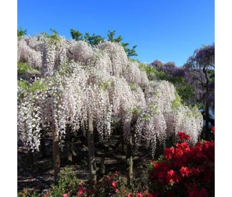 Wisteria Blanca Trepadora