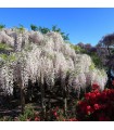 Wisteria Blanca Trepadora