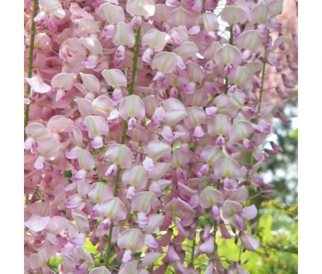 Wisteria Rosa Trepadora