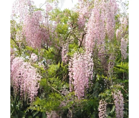 Wisteria Rosa Trepadora