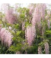 Wisteria Rosa Trepadora