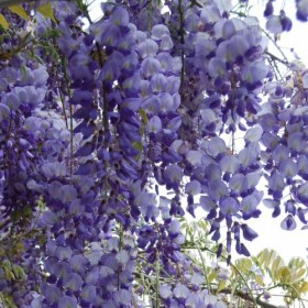 Wisteria Azul Trepadora