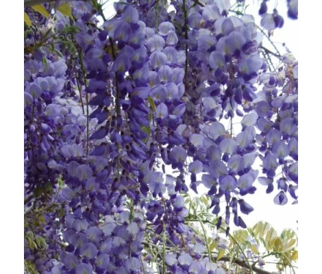 Wisteria Azul Trepadora