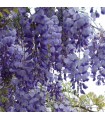 Wisteria Azul Trepadora