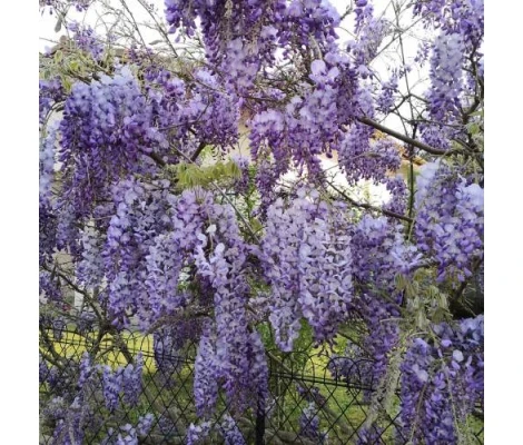 Wisteria Azul Trepadora