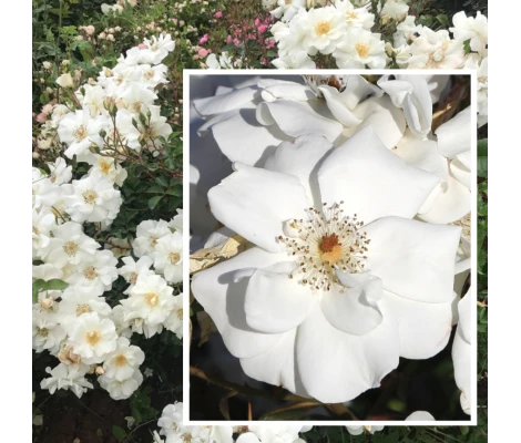 Rosal Margarita Salas ® Feangel