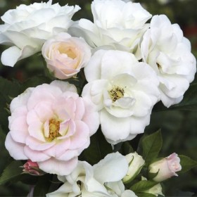 Rosal Pearl La Sevillana Meilland