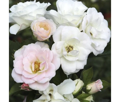 Rosal Pearl La Sevillana Meilland