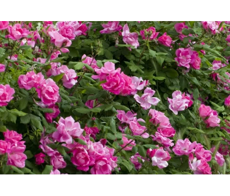 Rosal Pink Knock Out ® - Meigadraz Meilland