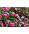 Rosal Pink Knock Out ® - Meigadraz Meilland