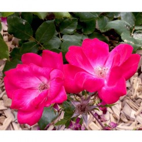 Rosal Pink Knock Out ® - Meigadraz Meilland