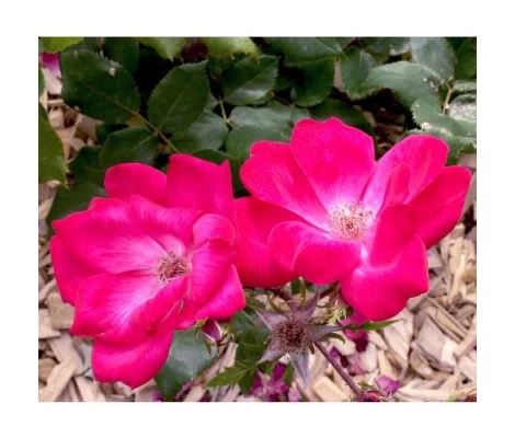 Rosal Pink Knock Out ® - Meigadraz Meilland