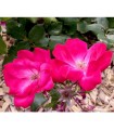 Rosal Pink Knock Out ® - Meigadraz Meilland