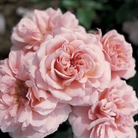 Rosal Botticelli ® - Meisylpho Meilland