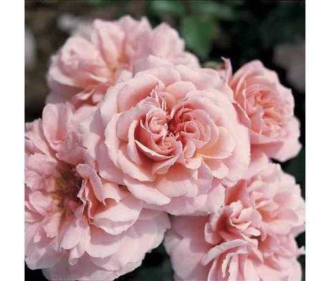 Rosal Botticelli ® - Meisylpho Meilland