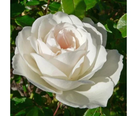 Rosal Meilland Iceberg