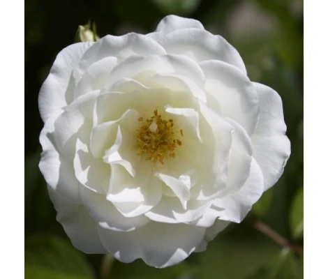 Rosal Meilland Iceberg