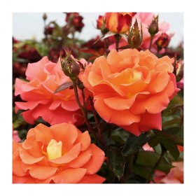 Rosal Daniel Gelin Meilland