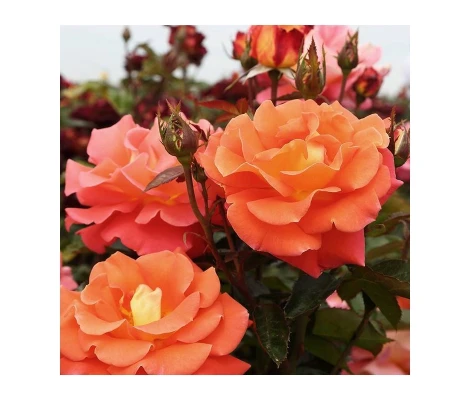 Rosal Daniel Gelin Meilland