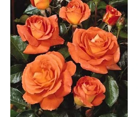 Rosal Daniel Gelin Meilland