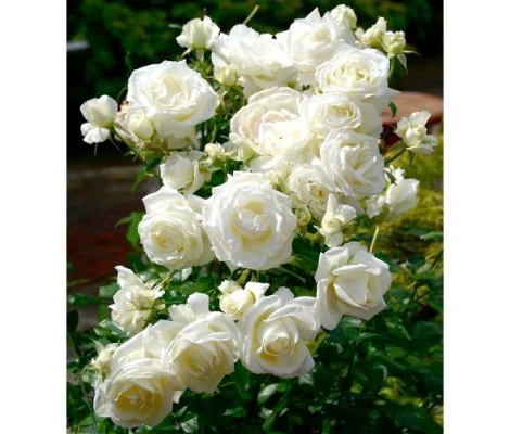 Rosal Meilland Iceberg