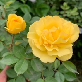 Rosal Trepador Golden Pareo Meilland