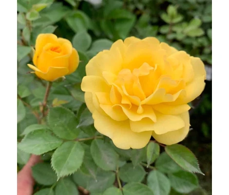 Rosal Trepador Golden Pareo Meilland