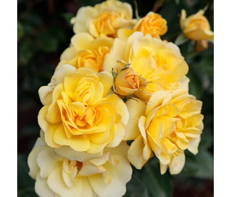 Rosal Trepador Golden Pareo Meilland