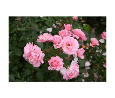 Rosal Botticelli ® - Meisylpho Meilland