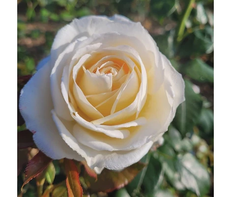 Rosal Trepador Camille Claudel Meilland