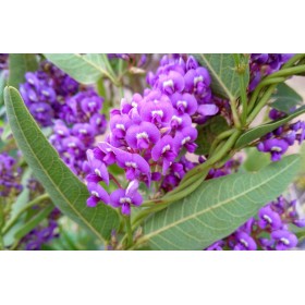 Planta Hardenbergia Violacea Ø17cm H70 cm