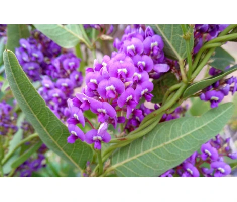 Planta Hardenbergia Violacea Ø17cm H70 cm