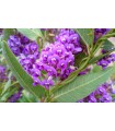 Planta Hardenbergia Violacea Ø17cm H70 cm