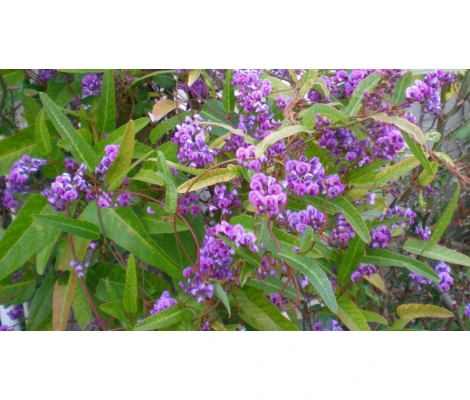 Planta Hardenbergia Violacea Ø17cm H70 cm