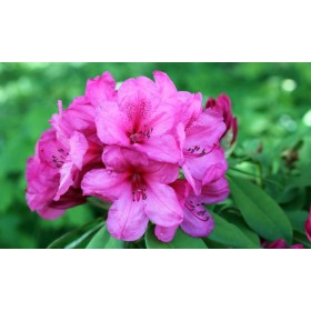 Azalea Japónica Rosa