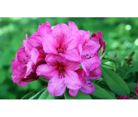 Azalea Japónica Rosa