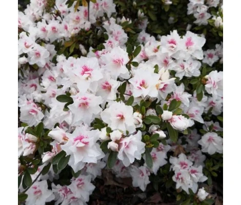 Azalea Japónica Blanca