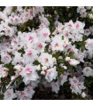 Azalea Japónica Blanca