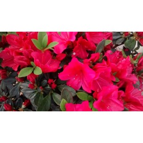 Azalea Japónica Roja